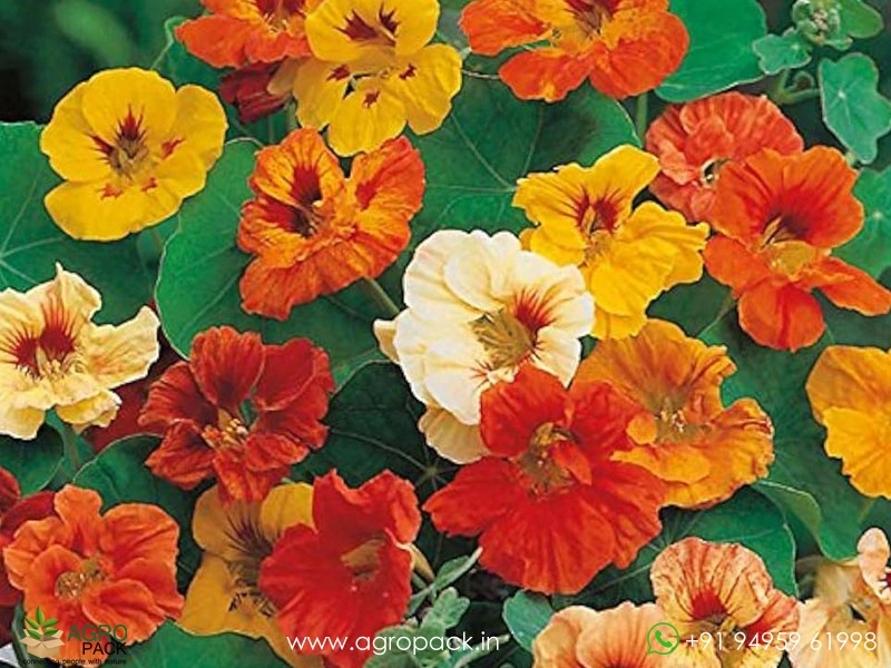 Nasturtium-Alaska3