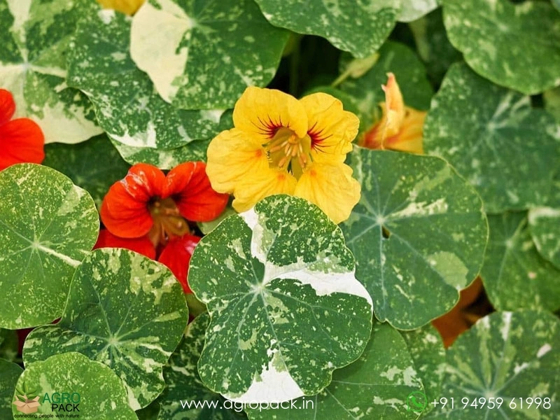 Nasturtium-Alaska4