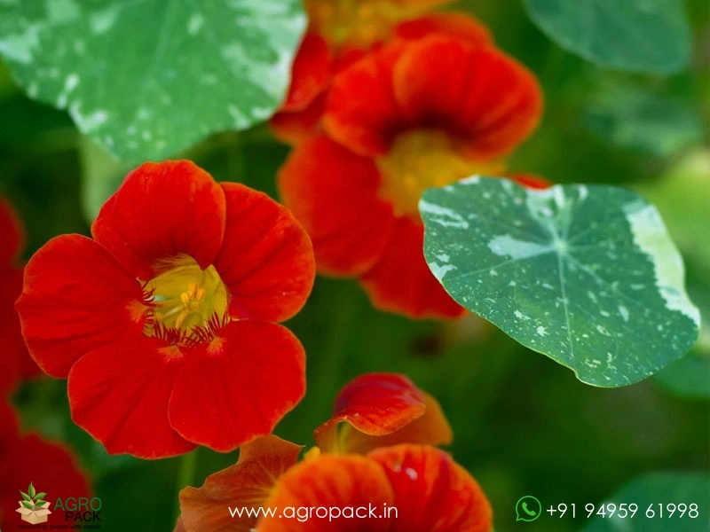 Nasturtium-Alaska5