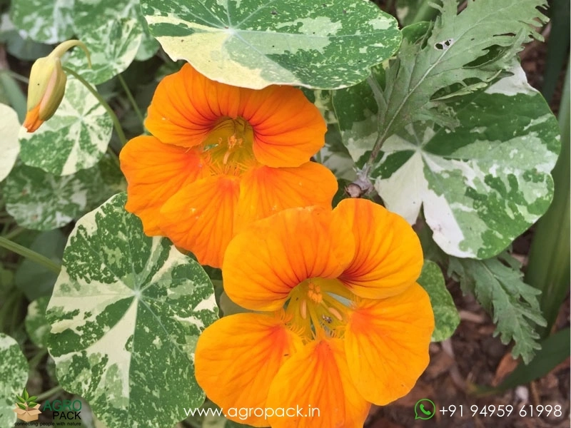 Nasturtium-Alaska6