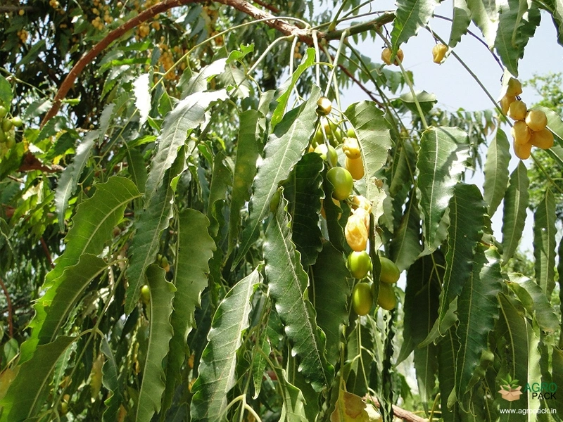 Neem1