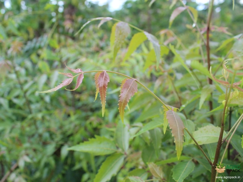 Neem3