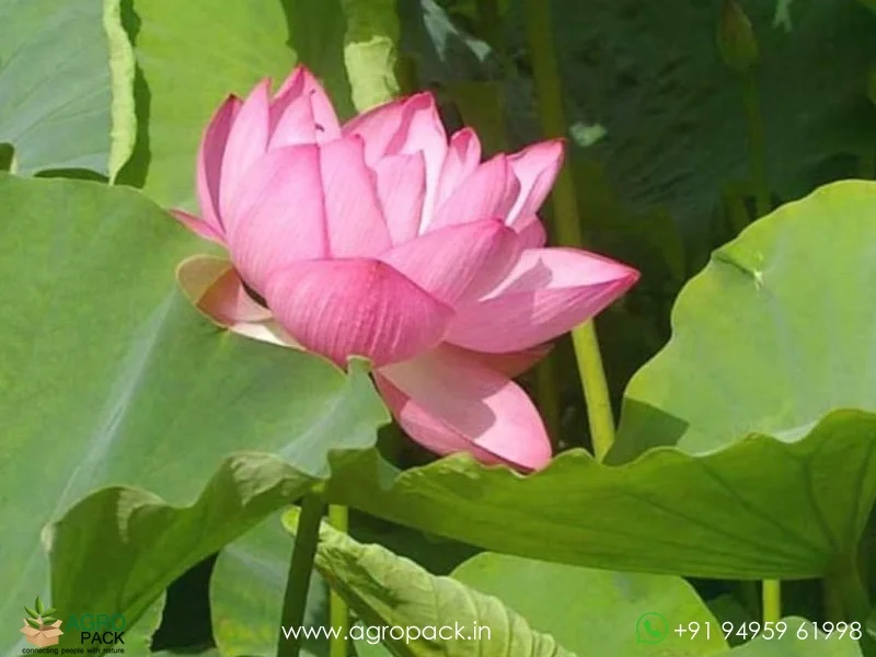 Nelumbo-nucifera-Lotus1