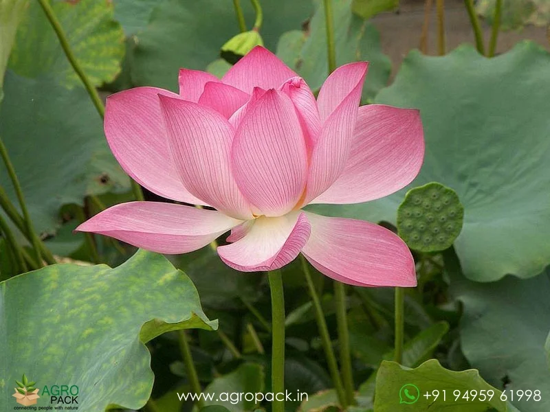 Nelumbo-nucifera-Lotus2