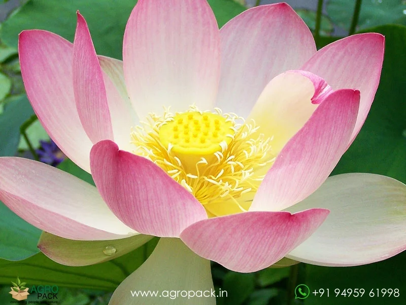 Nelumbo-nucifera-Lotus4