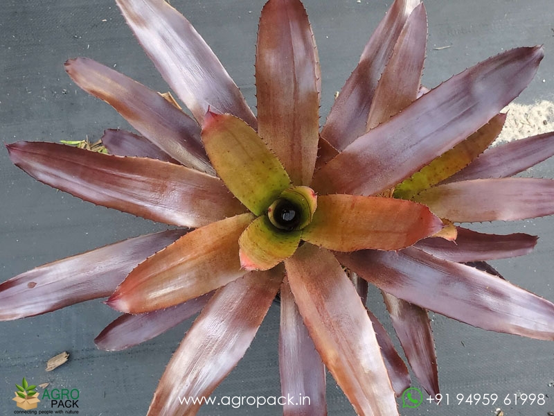 Neo-Red-Wizard-Bromeliad1