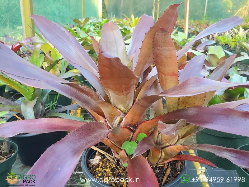 Neo-Red-Wizard-Bromeliad2