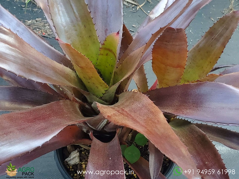 Neo-Red-Wizard-Bromeliad4