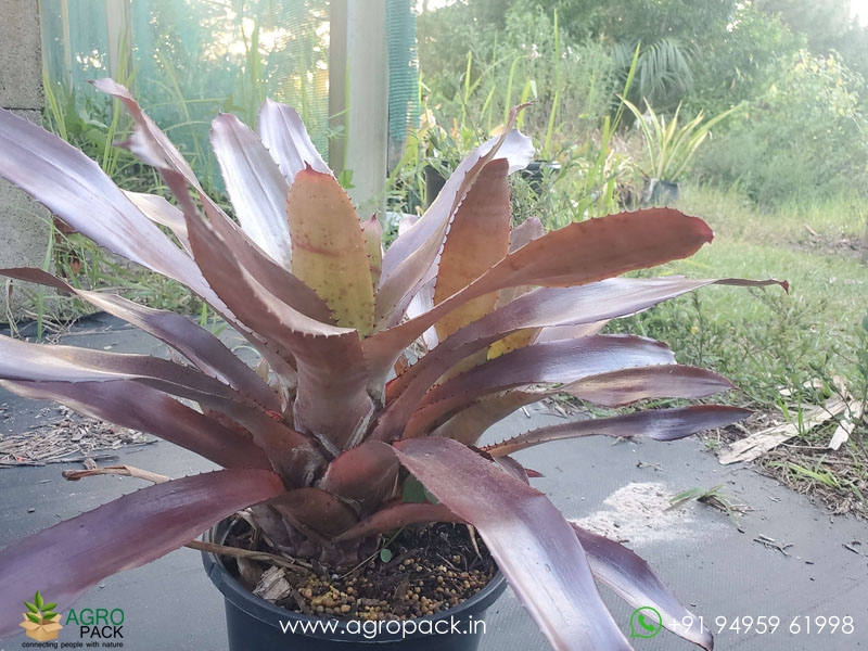 Neo-Red-Wizard-Bromeliad5