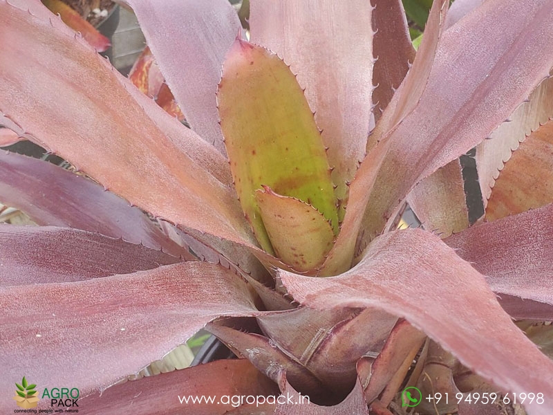 Neo-Red-Wizard-Bromeliad6