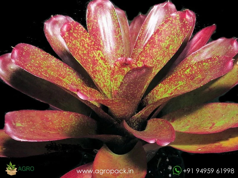 Neoregelia-Gold-Fever-Bromeliad2