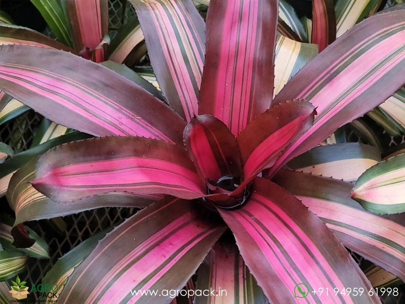 Neoregelia-Julia-Bromeliad2