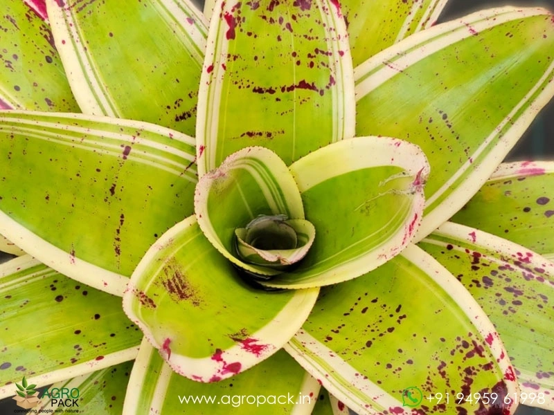 Neoregelia-Lnkwell-Bromeliad2