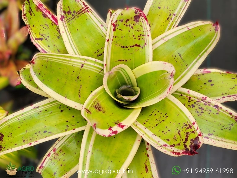 Neoregelia-Lnkwell-Bromeliad3