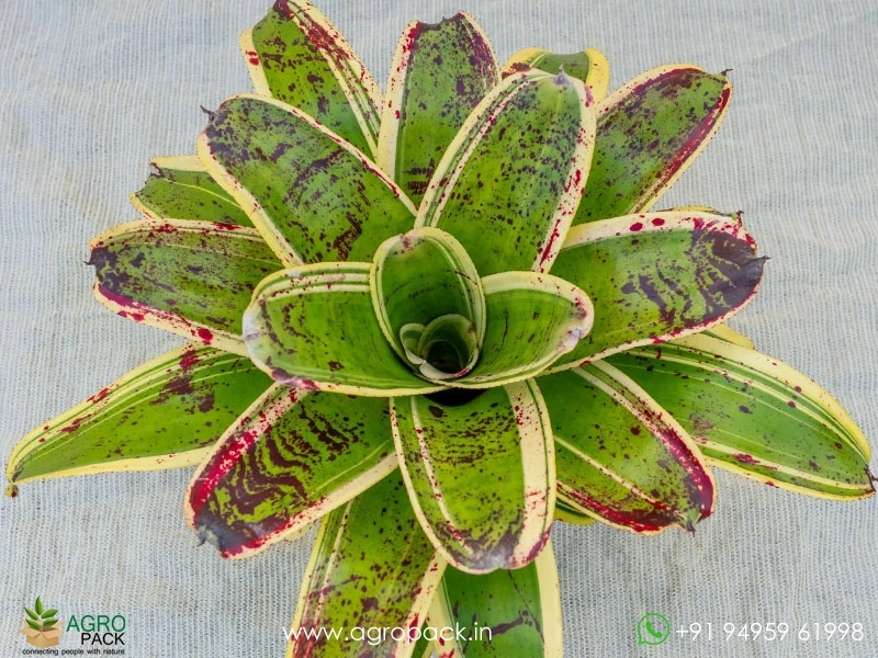 Neoregelia-Lnkwell-Bromeliad4
