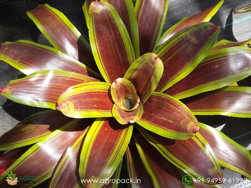 Neoregelia-Namaskar-Bromeliad1