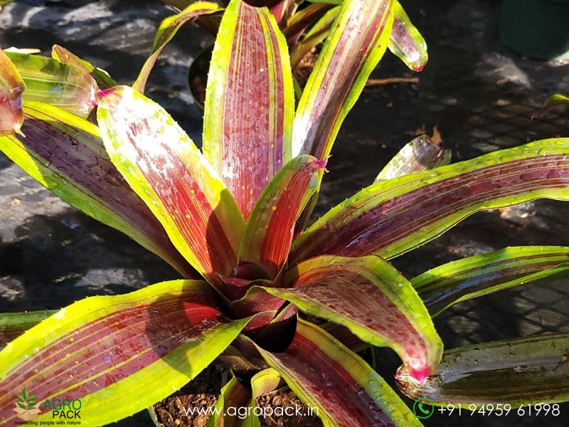 Neoregelia-Namaskar-Bromeliad2