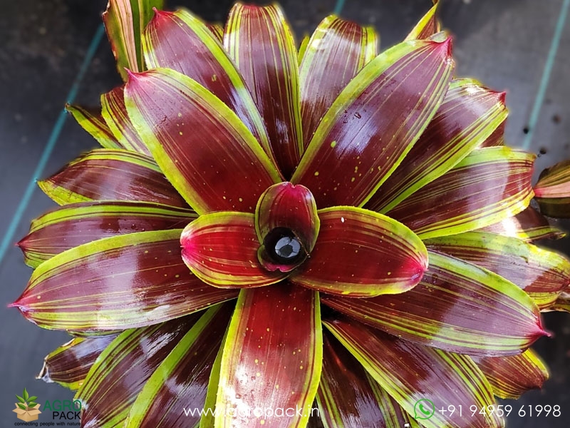 Neoregelia-Namaskar-Bromeliad3