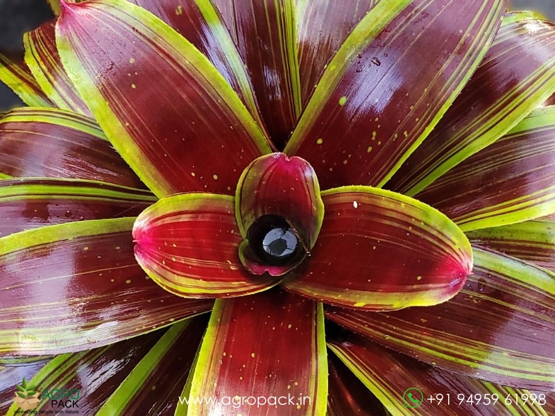 Neoregelia-Namaskar-Bromeliad4