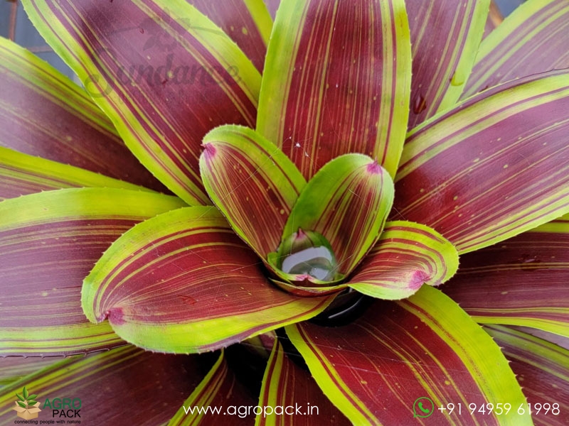 Neoregelia-Namaskar-Bromeliad5