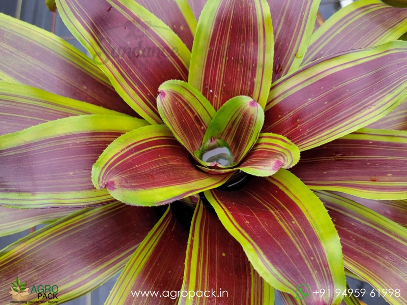 Neoregelia-Namaskar-Bromeliad6