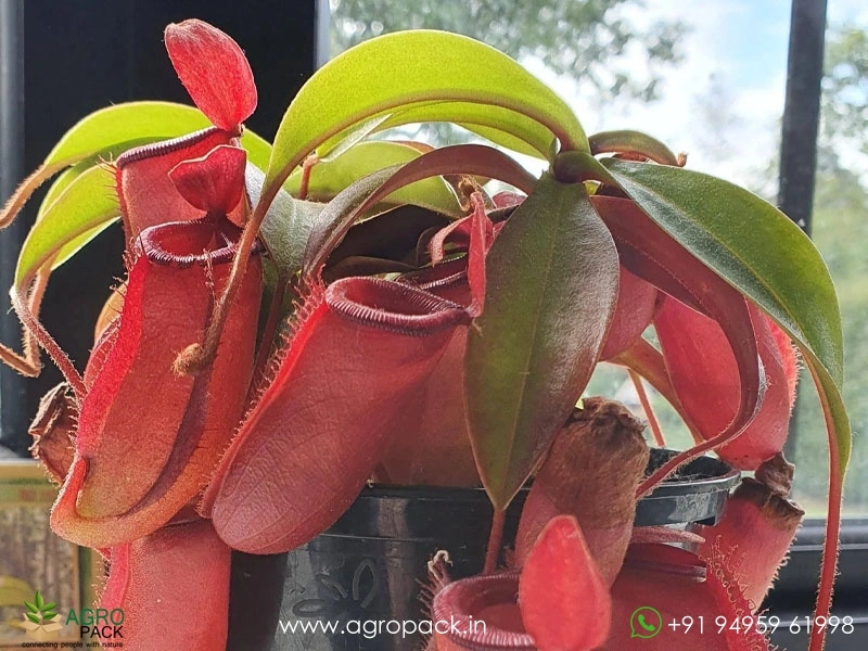 Nepenthes-Lady-Luck-Pitcher2