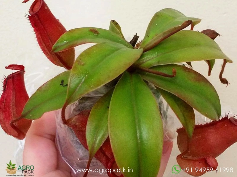 Nepenthes-Lady-Luck-Pitcher4
