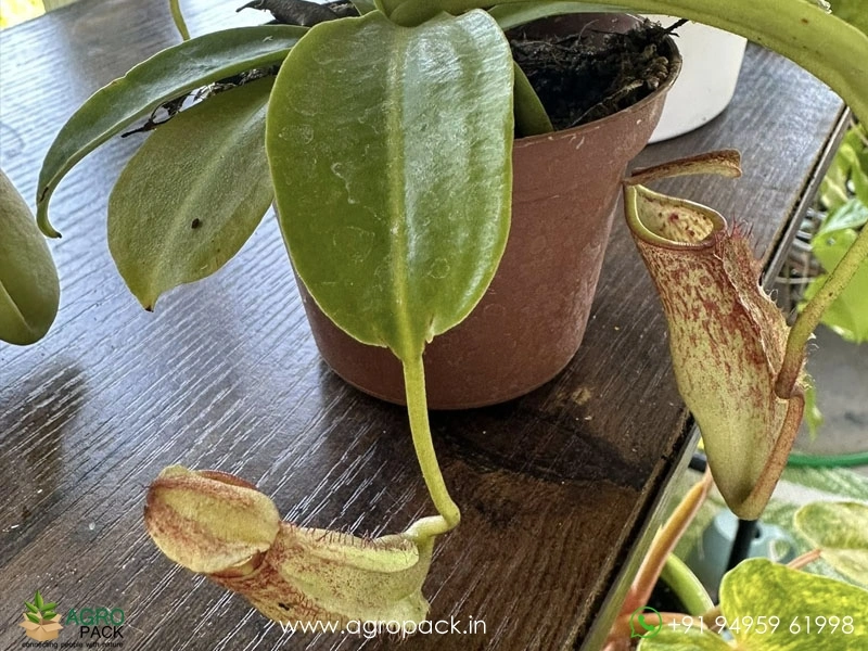 Nepenthes-Pitcher1