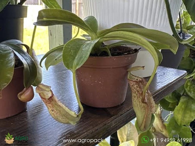 Nepenthes-Pitcher2