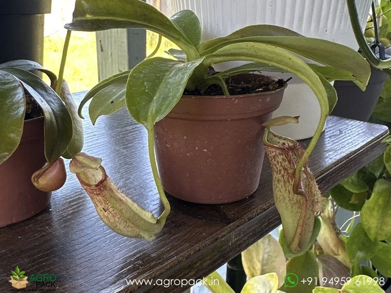 Nepenthes-Pitcher4