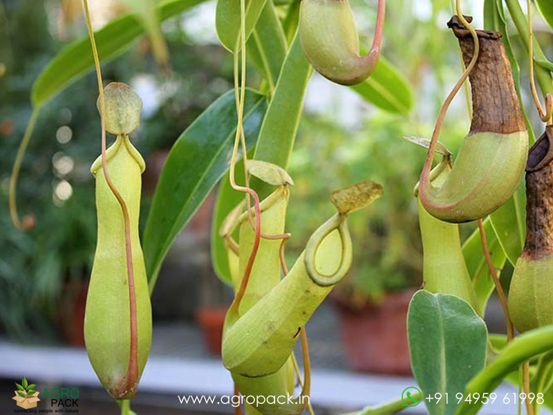 Nepenthes-Pitcher6