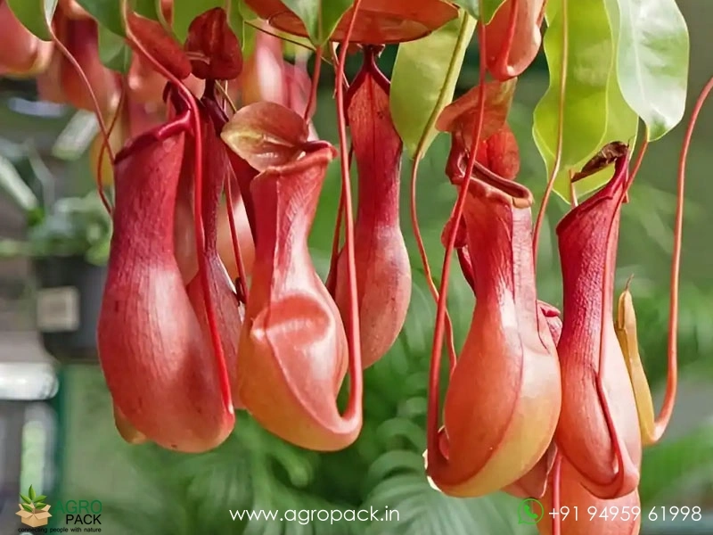 Nepenthes-Pitcher7