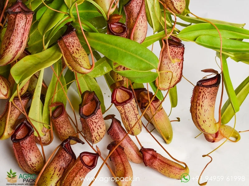 Nepenthes-Pitcher8