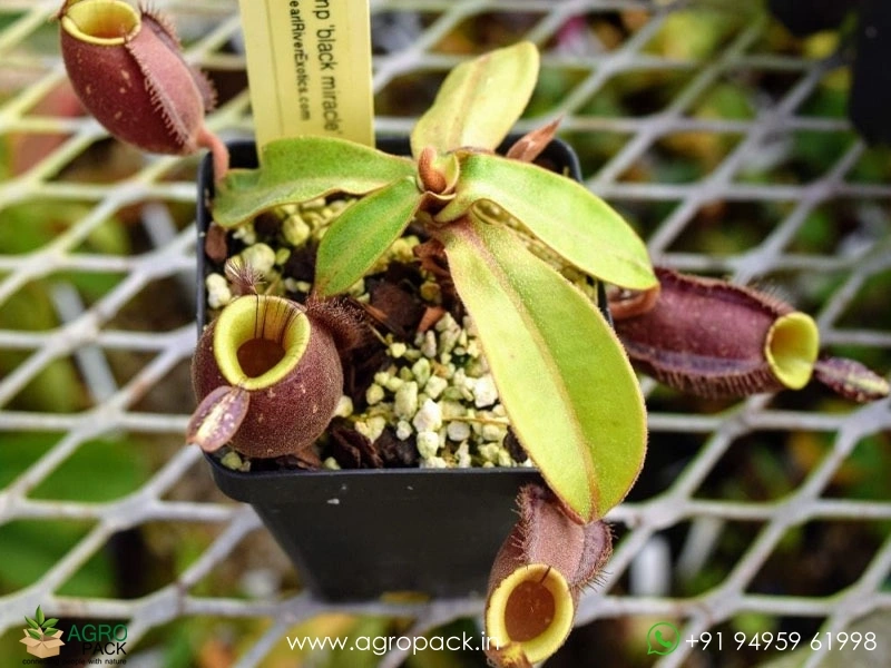 Nepenthes-ampullaria-Black-Miracle-Carnivorous4