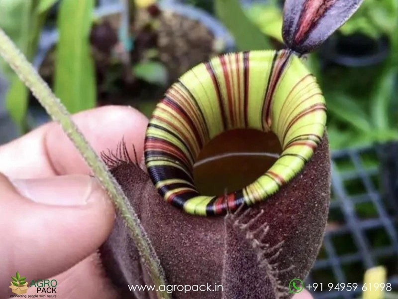 Nepenthes-ampullaria-Black-Miracle-Carnivorous5