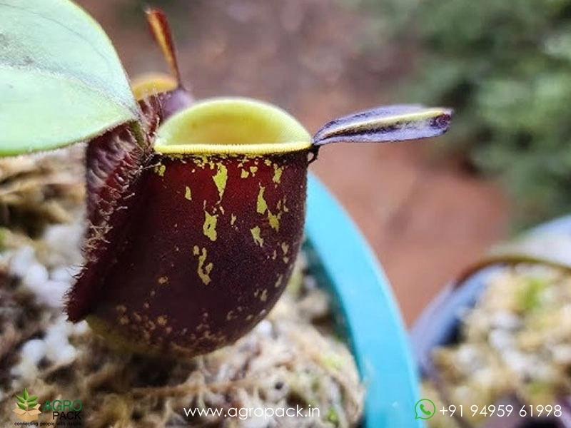 Nepenthes-ampullaria-Black-Miracle-Carnivorous6