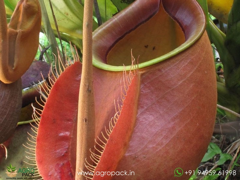 Nepenthes-bicalcarata-carnivorous2