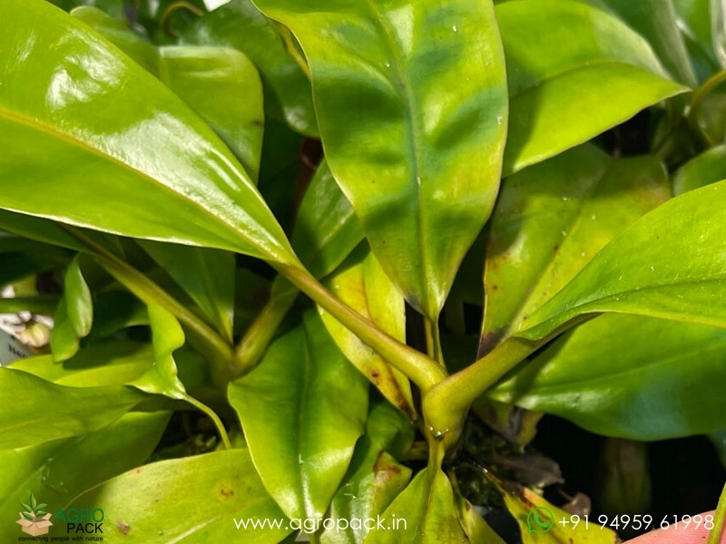 Nepenthes-bicalcarata-carnivorous4