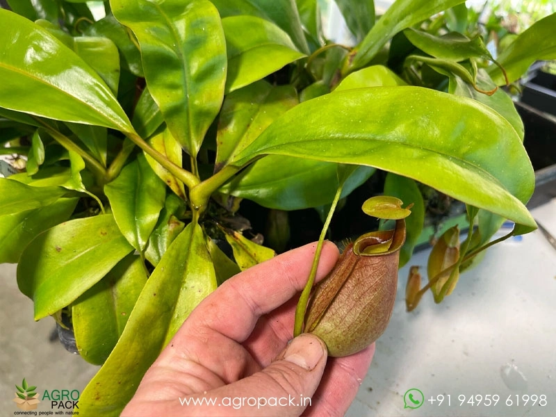 Nepenthes-bicalcarata-carnivorous5