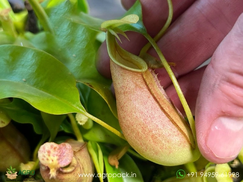 Nepenthes-bicalcarata-carnivorous6