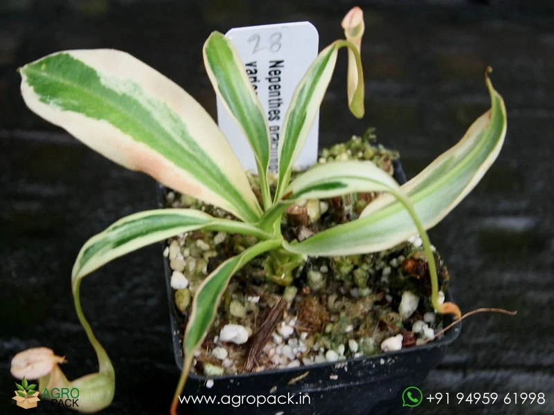 Nepenthes-gracilis-variegated-carnivorous4