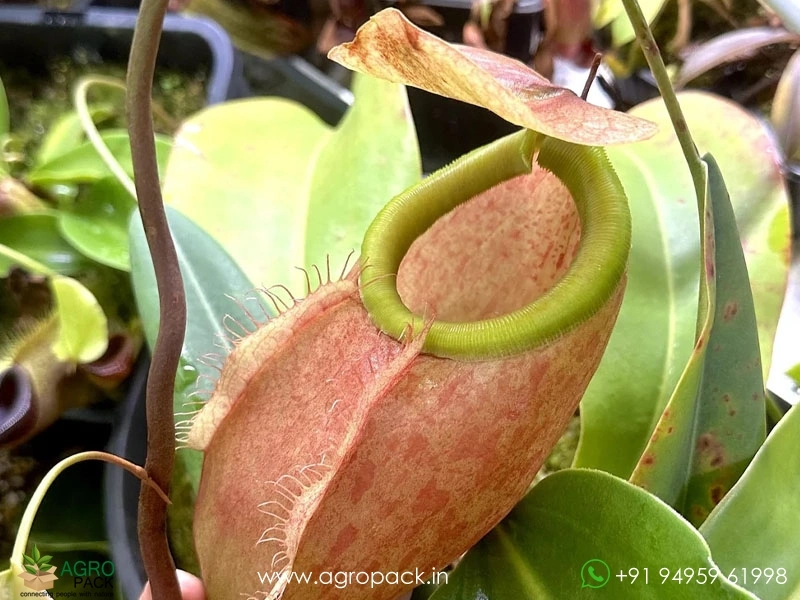 Nepenthes-merrilliana-Carnivorous2