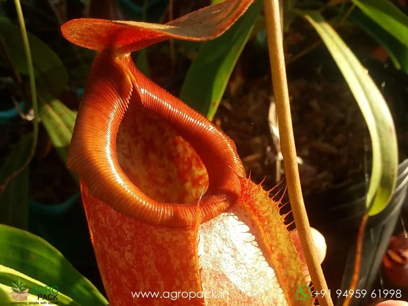 Nepenthes-merrilliana-Carnivorous3