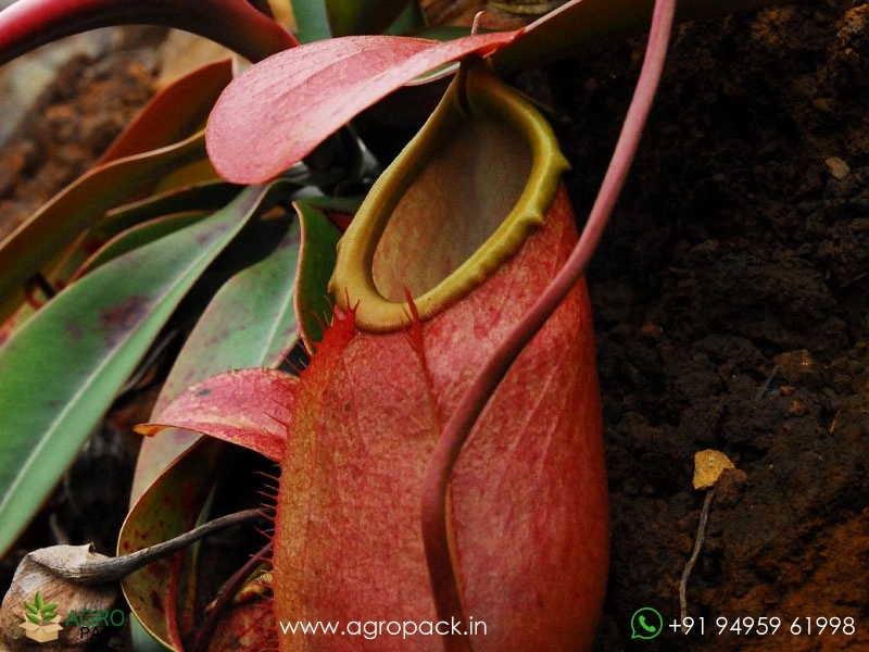 Nepenthes-merrilliana-Carnivorous4