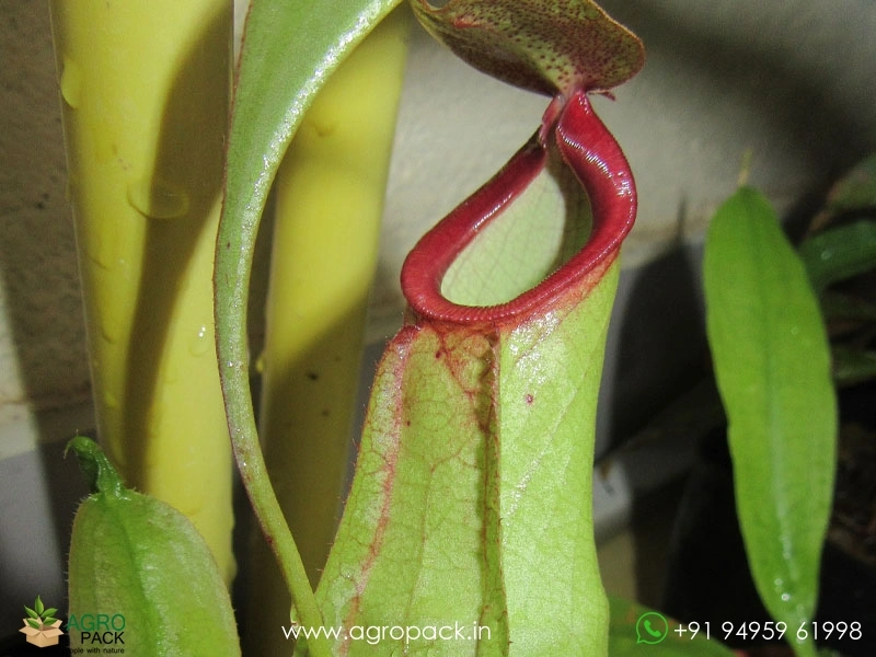 Nepenthes-mirabilis-Red-Lips-carnivorous1