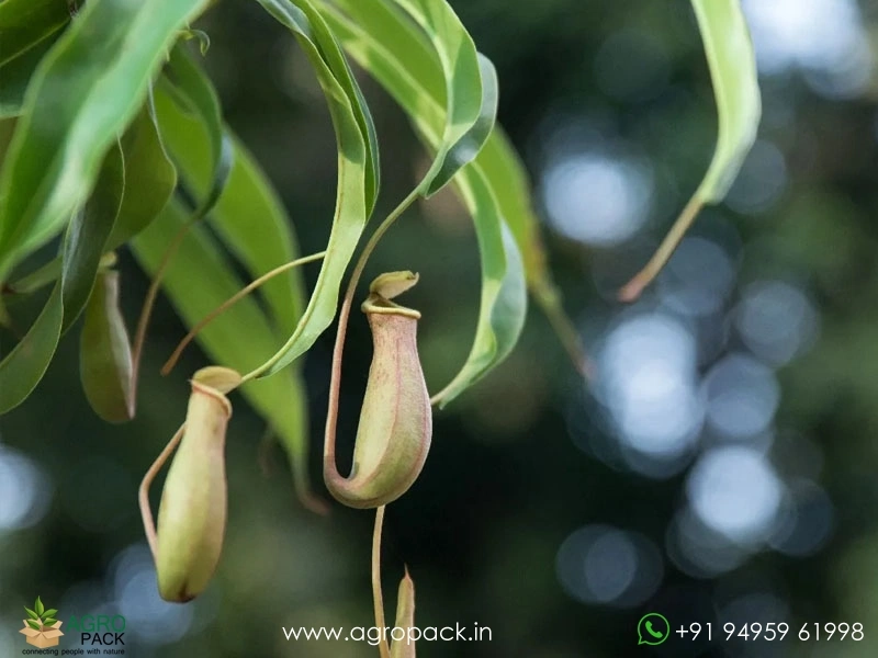 Nepenthes-mirabilis-Red-Lips-carnivorous2