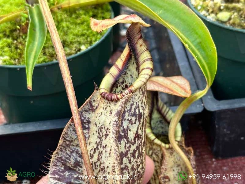 Nepenthes-rafflesian-carnivorous1