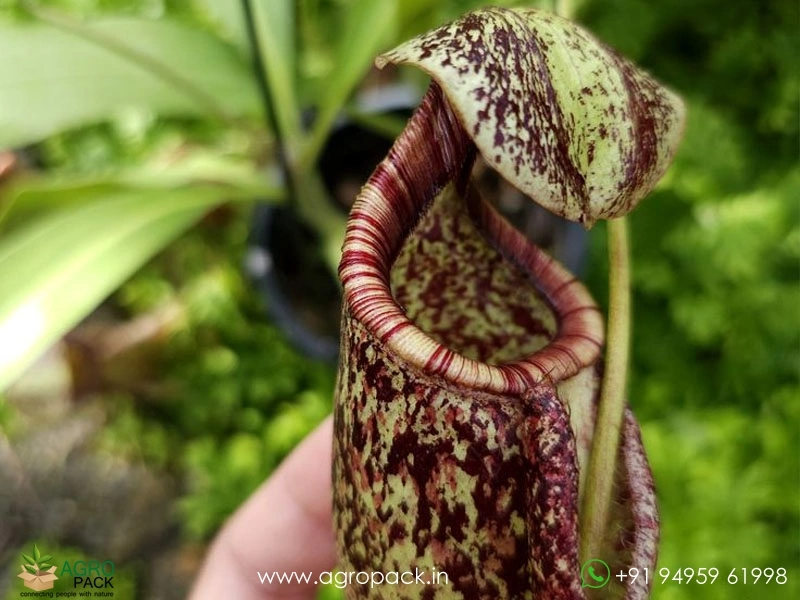 Nepenthes-rafflesian-carnivorous3