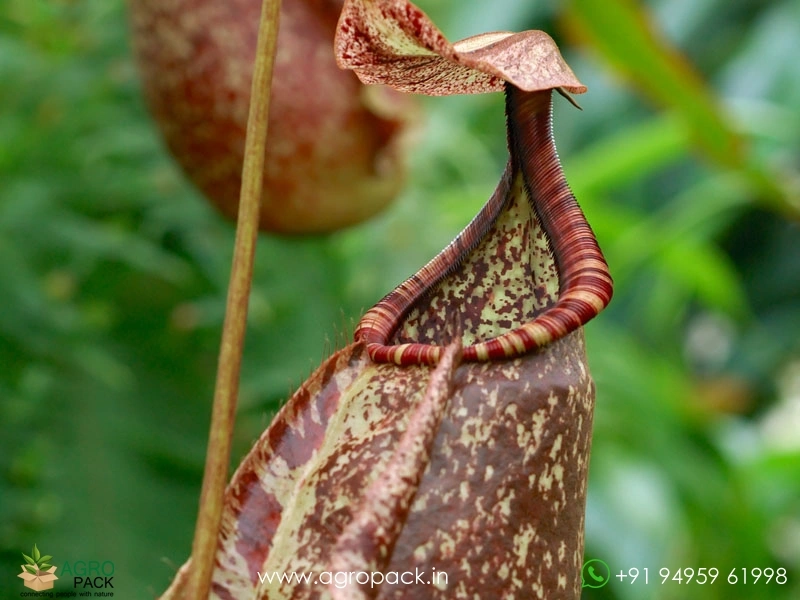 Nepenthes-rafflesian-carnivorous4