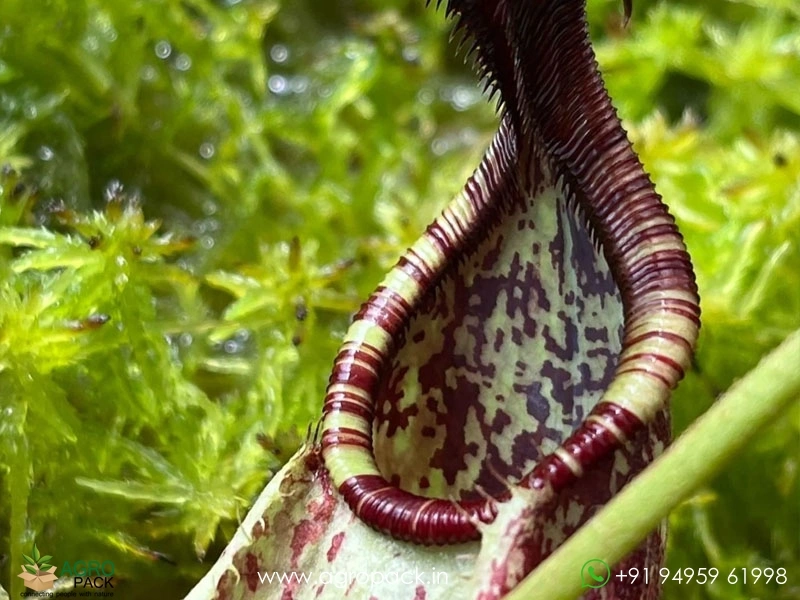 Nepenthes-rafflesian-carnivorous5